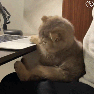 小猫眼睛白你表情小猫表情符号动图GIF
